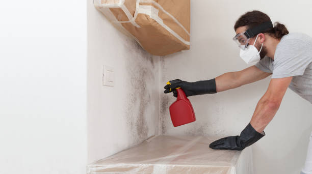Professional Black Mold Removal technician working in Boxford, MA